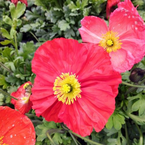 Papaver Nudicaule Orange