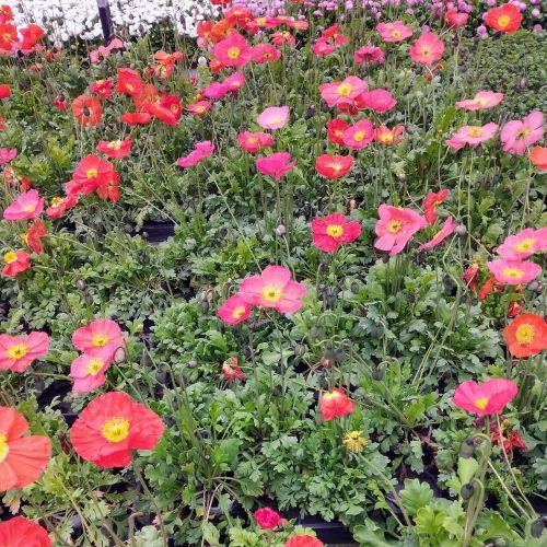 Papaver Nudicaule Orange