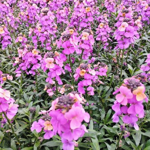 Giroflée Erysimum Poem Lavender