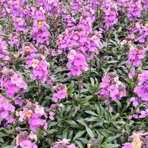 Giroflée Erysimum Poem Lavender