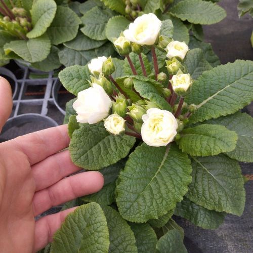 Primevere Belarina Vanilla