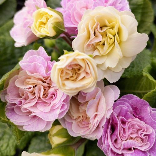 Primula Belarina Pink Champagne