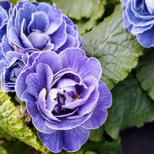 Primevere Belarina Amethyst Ice