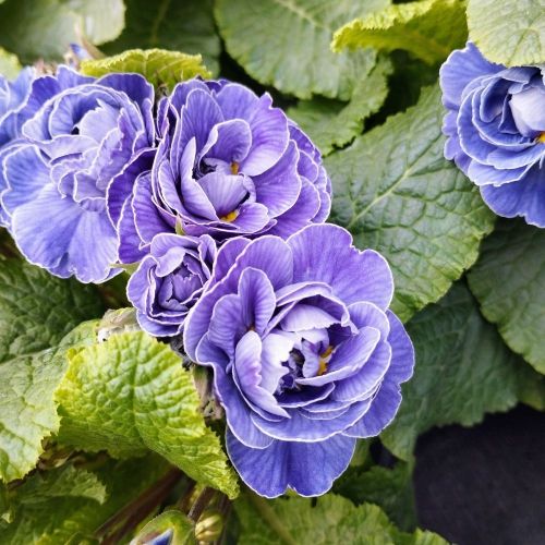 Primevere Belarina Amethyst Ice