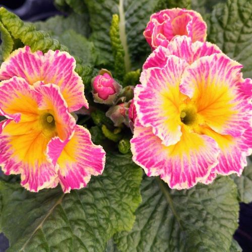 Primula Acaulis Sirococco Rose