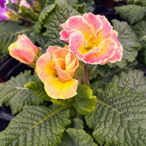 Primula Acaulis Sirococco Rose