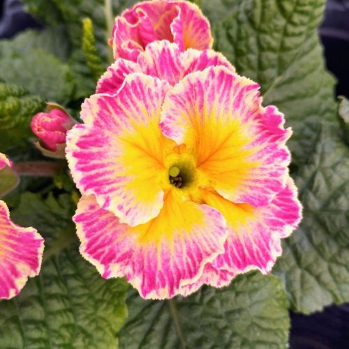 Primula Acaulis Sirococco Rose