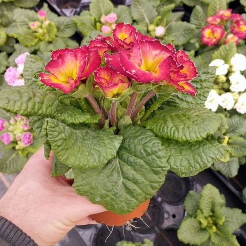 Primula Acaulis Sirococco Rouge