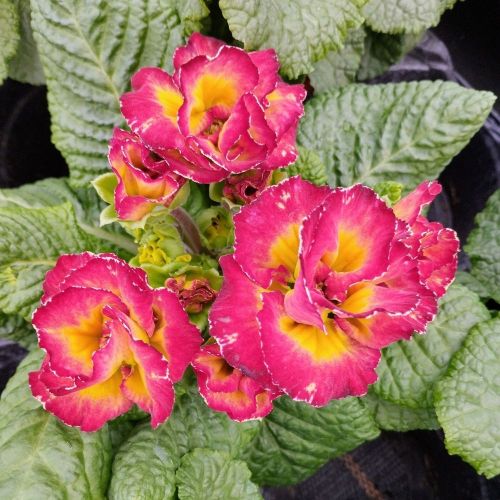 Primula Acaulis Sirococco Rouge