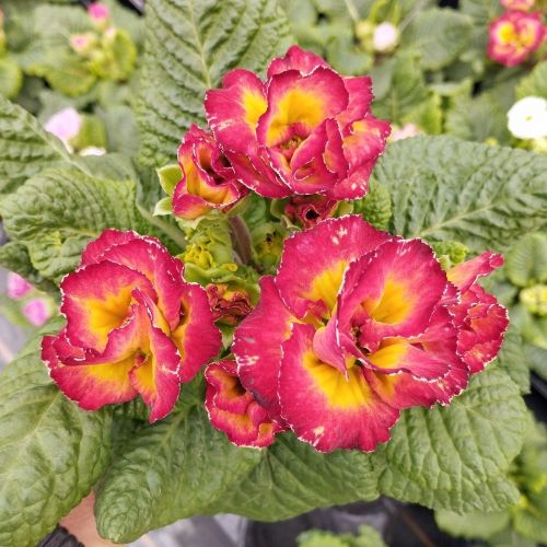 Primula Acaulis Sirococco Rouge