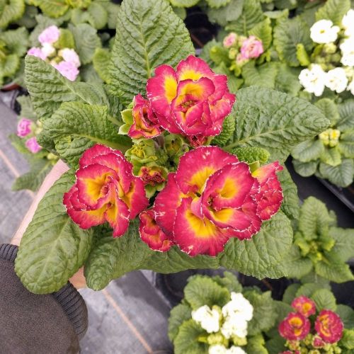 Primula Acaulis Sirococco Rouge