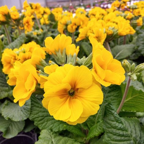Primula elatior