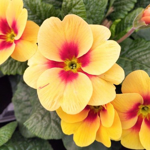 Primula Rambo Orange à coeur rouge