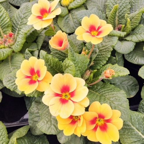 Primula Rambo Orange à coeur rouge