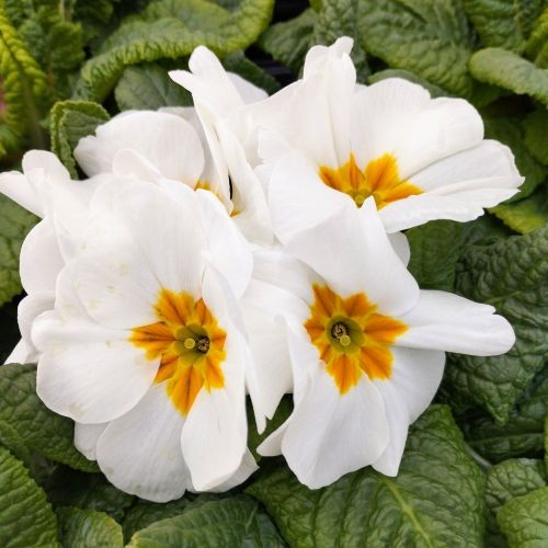 Primula Rambo Late Mix Blanc
