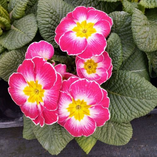 Primula Acaulis Esna Rose-Blanc