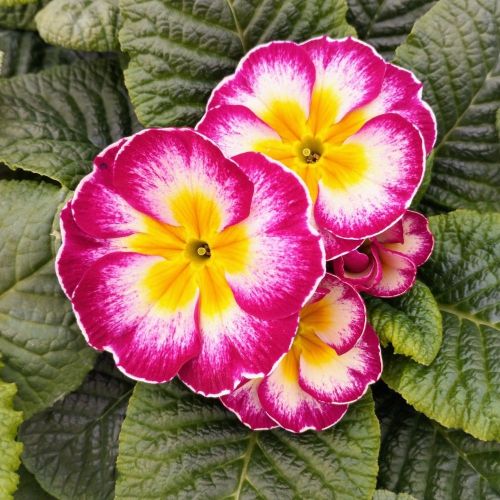 Primula Acaulis Esna Rose-Blanc