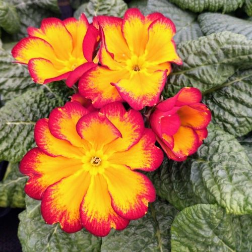 Primula Rambo Late Mix Elcora Red