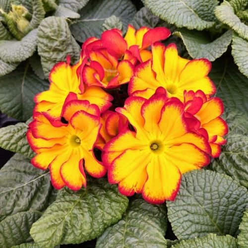 Primula Rambo Late Mix Elcora Red