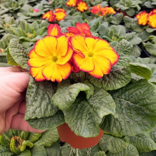 Primula Rambo Late Mix Elcora Red