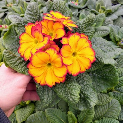 Primula Rambo Late Mix Elcora Red
