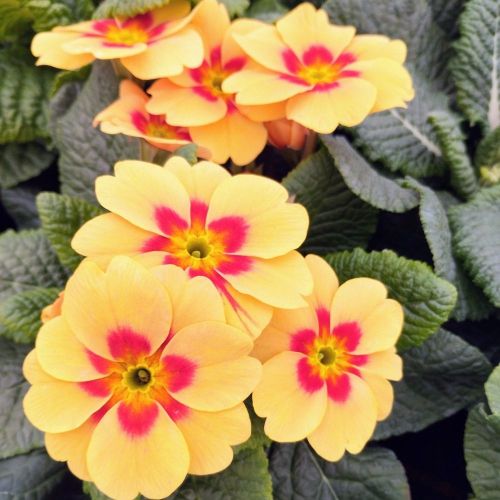Primula Rambo Orange à coeur rouge