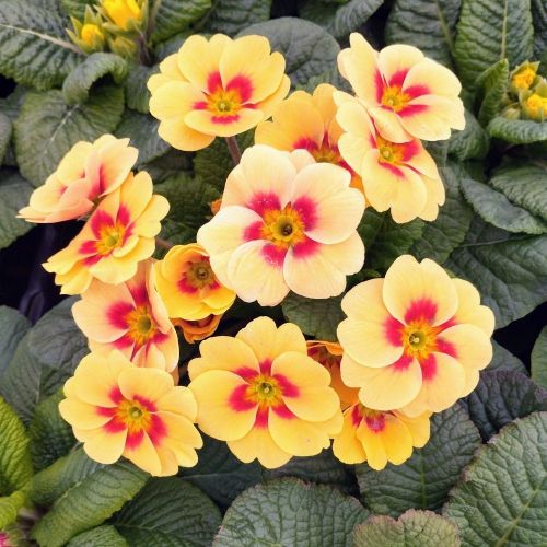 Primula Rambo Orange à coeur rouge