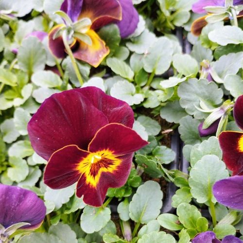 Pensée Viola Callisto f1 rouge à macules