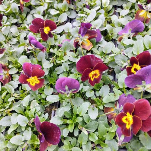 Pensée Viola Callisto f1 rouge à macules