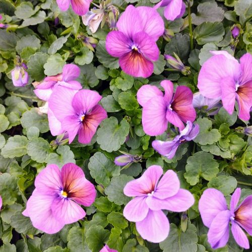 Pensée Viola Sorbet xp Mauve
