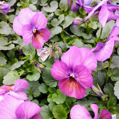 Pensée Viola Sorbet xp Mauve