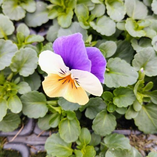 Pensée Viola Ultima radiance violet picot