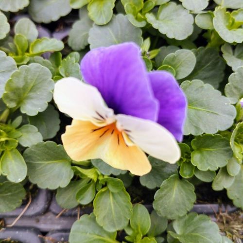 Pensée Viola Ultima radiance violet picot