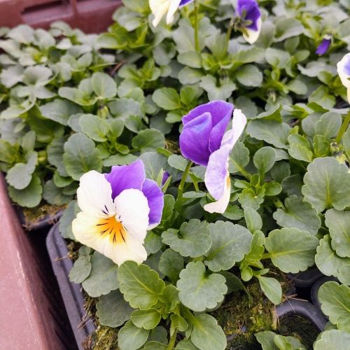 Pensée Viola Ultima radiance violet picot