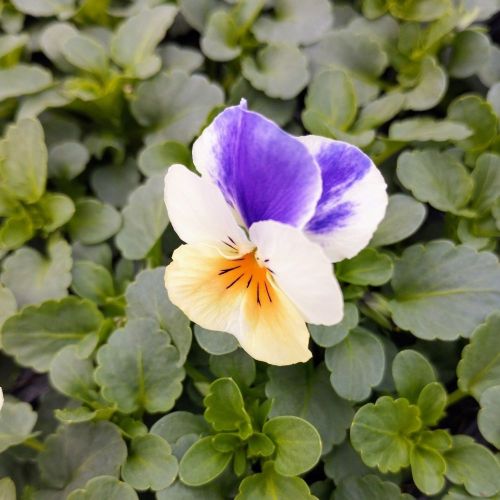 Pensée Viola Ultima radiance violet picot