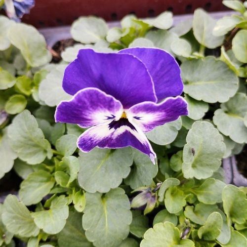 Pensée Viola Sorbet xp bleu et blanc