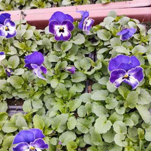 Pensée Viola Sorbet xp bleu et blanc