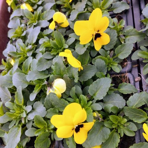 Pensée Viola Sorbet xp jaune à macules