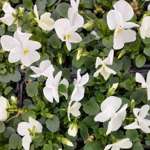 Pensée Viola Sorbet xp blanc