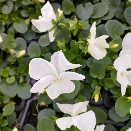 Pensée Viola Sorbet xp blanc