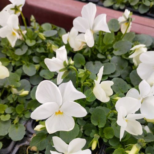 Pensée Viola Sorbet xp blanc