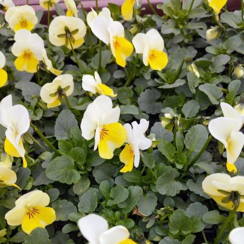 Pensée Viola Callisto f1 jaune et bleu picoté