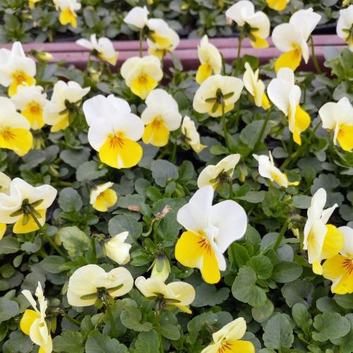 Pensée Viola Callisto f1 jaune et bleu picoté