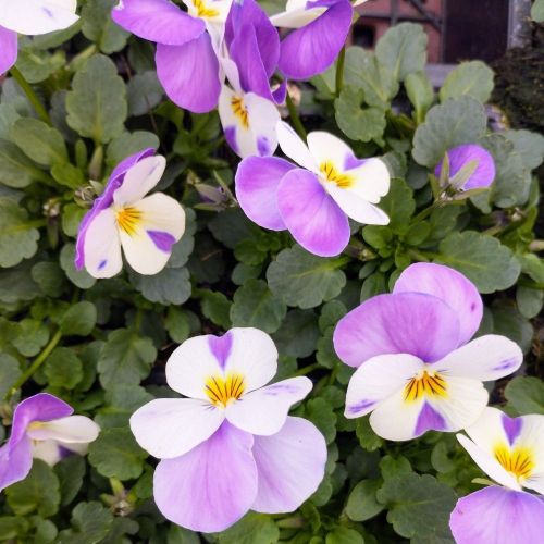 Pensée Viola Sorbet xp mauve et blanc