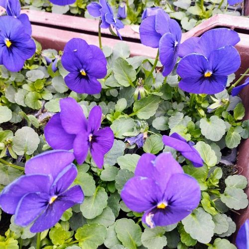Pensée Viola Sorbet xp violet