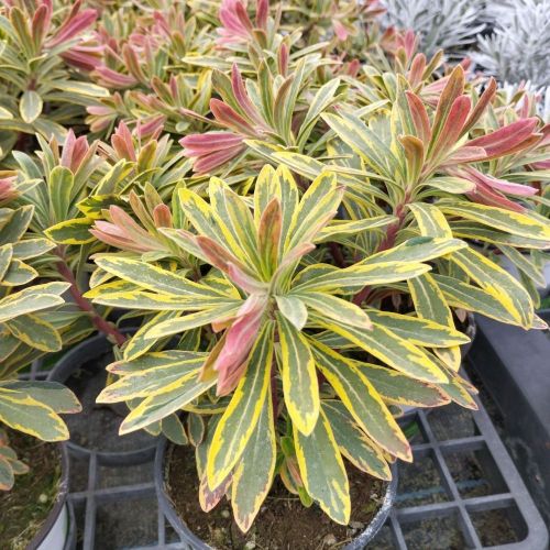 Euphorbe Amygdaloides Ascot Rainbow