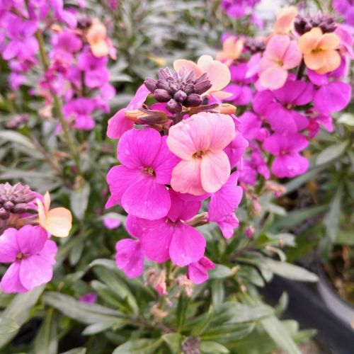 Giroflée Erysimum Poem Lavender