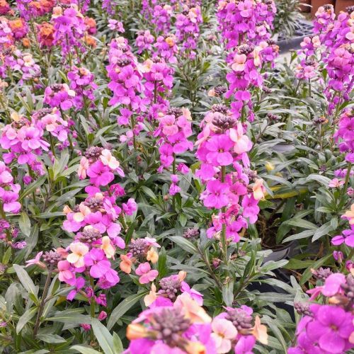 Giroflée Erysimum Poem Lavender