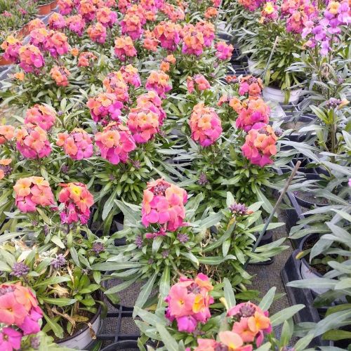 Giroflée Erysimum Winter Orchid