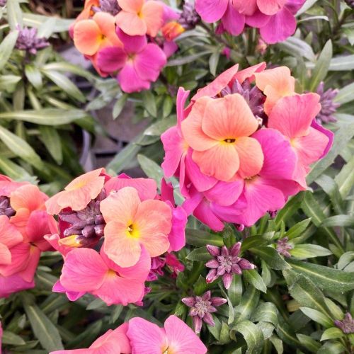 Giroflée Erysimum Winter Orchid